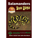 Salamanders For Kids
