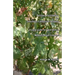 Culinary Cultivation for Southern California Gardens: A plant guide for food forests in Mediterranean Climates