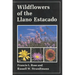 Wildflowers of the Llano Estacado