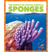 Sponges