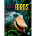 Crazy Birds