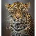 Remembering Leopards