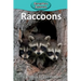 Raccoons