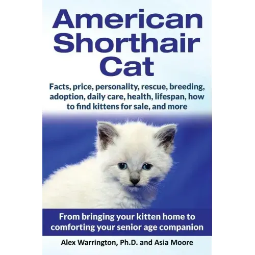 American Shorthair Cat: From bringing your kitten home to comforting your senior age companion