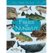 Junior Field Guide: Fishes of Nunavut: English Edition