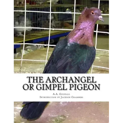 The Archangel or Gimpel Pigeon: Pigeon Breeds Book 8