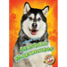 Alaskan Malamutes Alaskan Malamutes