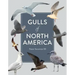 Gulls of North America