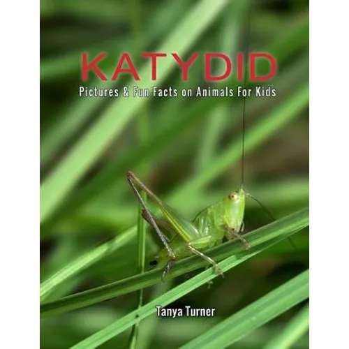 Katydid: Pictures & Fun Facts on Animals For Kids