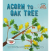 Acorn to Oak Tree