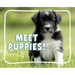 Meet Puppies!