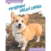 Pembroke Welsh Corgis