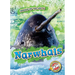 Narwhals