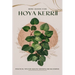 Mini Guide to Caring for Hoya Kerrii