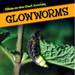 Glowworms