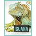 Iguana