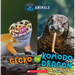 Gecko or Komodo Dragon (Wild World: Pets and Wild Animals)