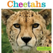 Seedlings: Cheetahs
