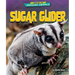 Sugar Glider