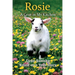 Rosie A Goat in My Kitchen