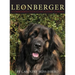The Leonberger: A Comprehensive Guide to the Lion King of Breeds