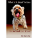 What Is It About Yorkies: Friend or Foe