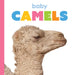 Baby Camels
