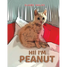 Hi! I'm Peanut
