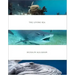 Hussain Aga Khan: The Living Sea