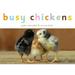 Busy Chickens