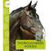 Thoroughbred Horses