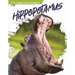 Hippopotamus