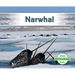 Narwhal