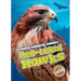 Red-Tailed Hawks