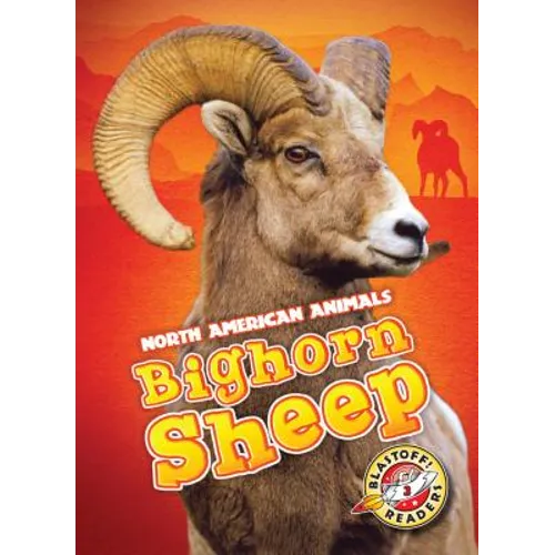 Bighorn Sheep