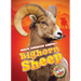 Bighorn Sheep
