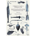A Beginner's Guide to Trolling for Fish - Tips for How to Start Trolling, Including Equipment Needed, Where to Troll, Boat Handling and Notes on Bait