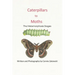 Caterpillars to Moths: The Metamorphosis Stages