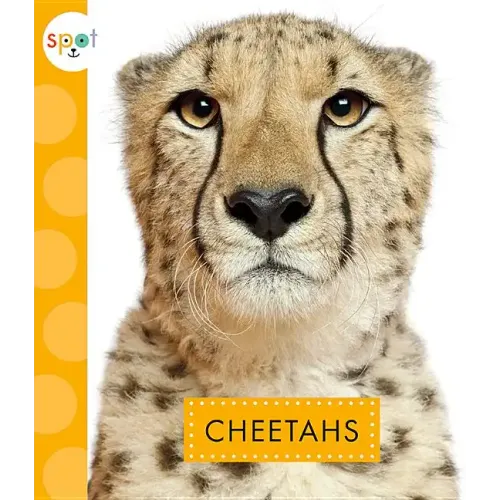Cheetahs