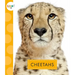 Cheetahs