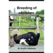 breeding of ostriches