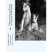 Observations on Borzoi or Russian Wolfhounds