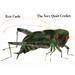 The Very Quiet Cricket