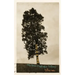 God Is a Tree: and Other Middle-Aged Prayers