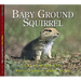 Baby Ground Squirrel
