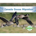 Canada Goose Migration