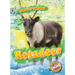 Reindeer