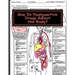 How Do Psychoactive Drugs Affect the Body?: Understanding How Drugs Affect the Synapse and Body Organs