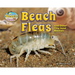 Beach Fleas and Other Tiny Sand Animals