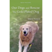 Our Dogs and Roscoe The Gold Plated Dog